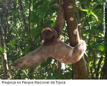 preguiça no parque nacional da tijuca fb.com parquedatijuca