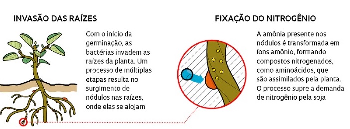 dob fixacao4