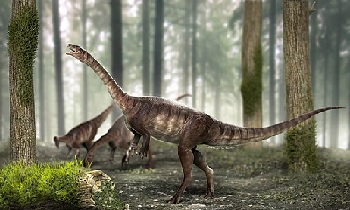 dino macrocellum